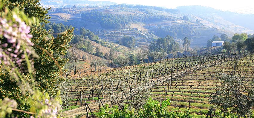 Douro Valley is great for wine tasting holidays in Europe - Sherpa Expeditions