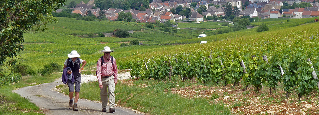 France Grape Harvest Season in September - Sherpa Walking Holidays