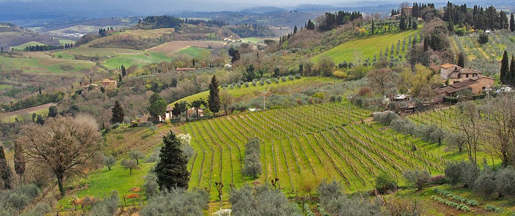 tuscany grows grapes for Chianti_here in April_Sherpa Expeditions