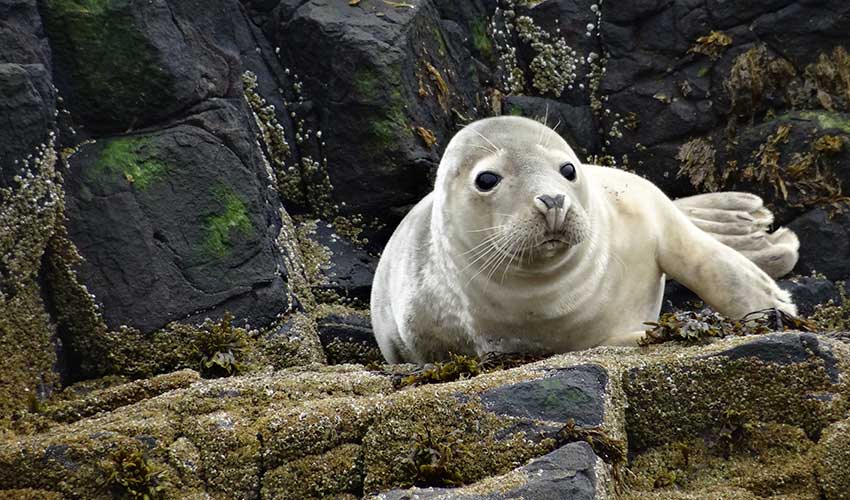 A Grey Seal
