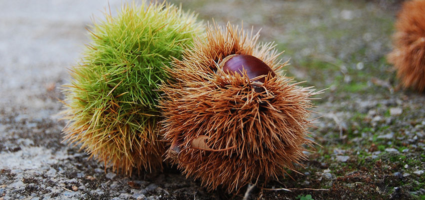 Autumn chestnuts in Spain