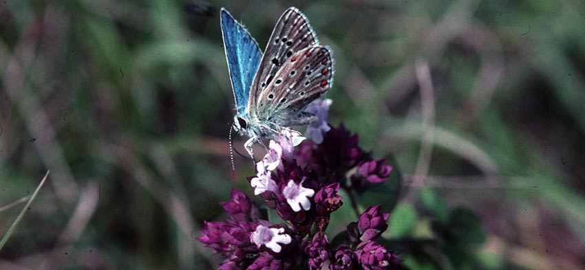 a butterfly on the GR70 Stevenson's Trail in Cevennes _ Sherpa Expeditions