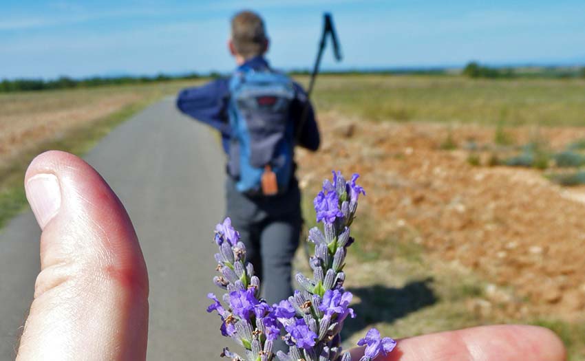 best time to visit provence for lavender