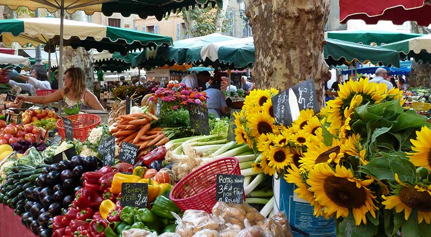 Sunflowers in Provence _ SHerpa Expeditions