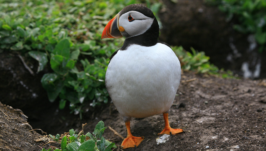 Puffin on Guernsey, Channel Island Way - Sherpa Expeditions walking holidays