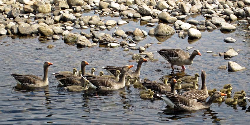 Geese & goslings on Coast to Coast walk with Sherpa Expeditions