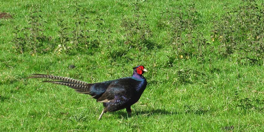 Lake District pictures pheasant - Sherpa Expeditions