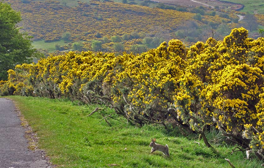 rabbit crossing - lake district pictures - Sherpa Expeditions