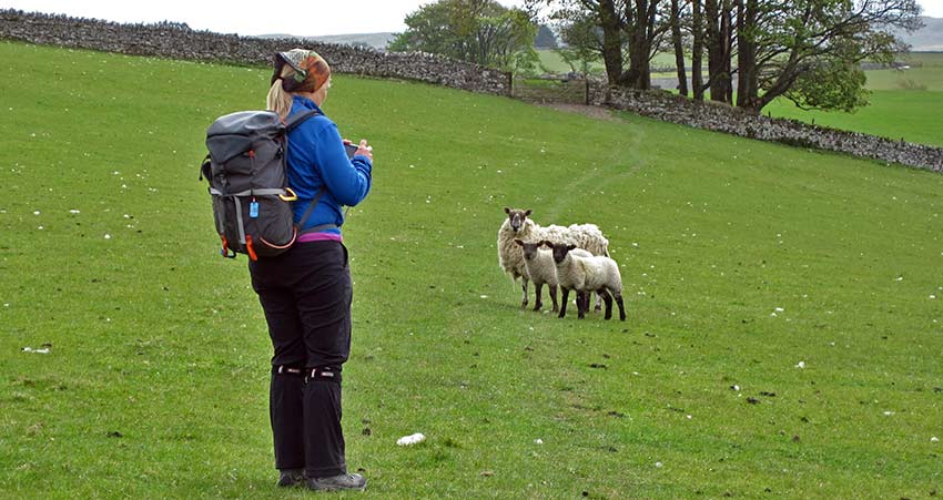 English Lake District sheep - Sherpa Expeditions walking holidays