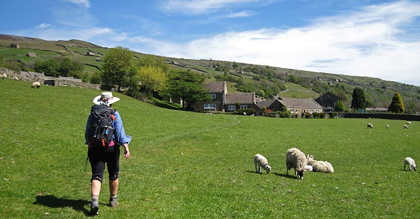 image of sheep in lake district - Sherpa Expeditions
