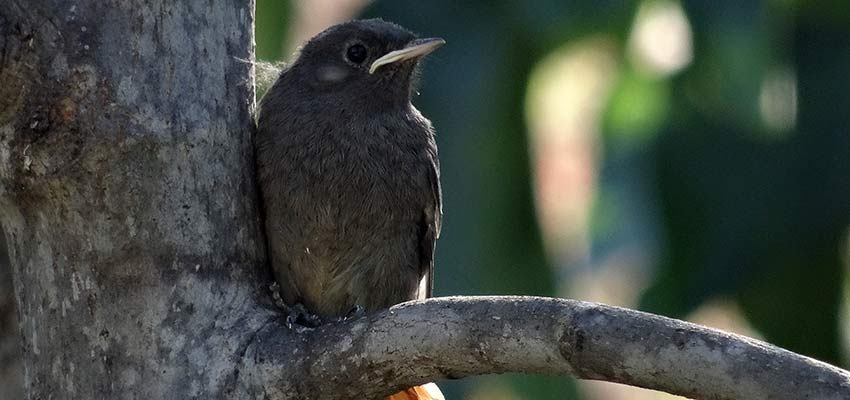 bird on a cathar castles walk with Sherpa Expeditions