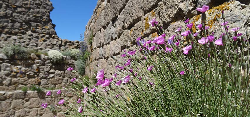 cathar castle ruins in France - Sherpa Expeditions