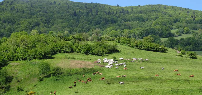 French cattle near Corbieres - sherpa expeditions