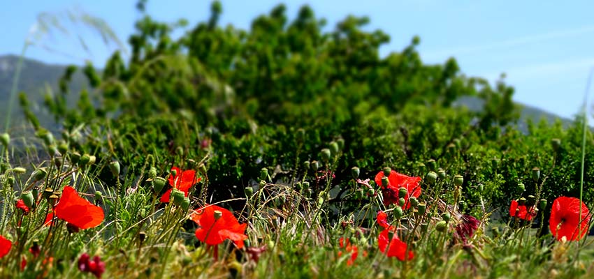 poppy fields in French Pyrenees - sherpa walking holidays