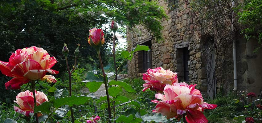roses on a walking holiday in France with Sherpa Expeditions