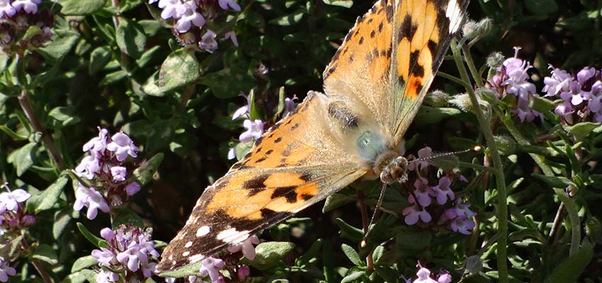 butterflies in French Pyrenees - Sherpa Expeditions