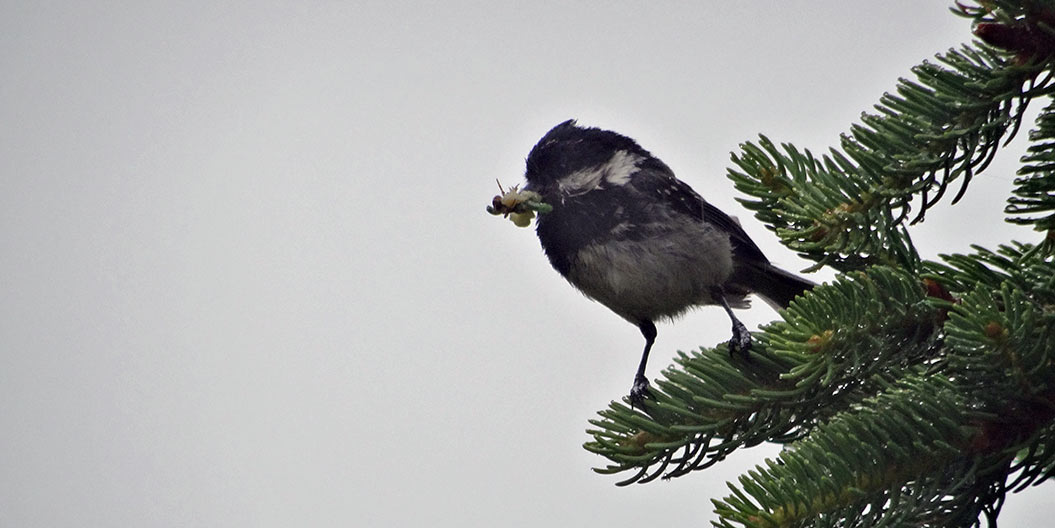 bird Mont Blanc - Sherpa walking holidays