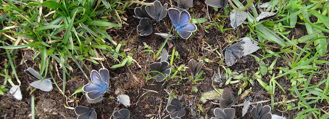 butterflies, Mont Blanc, Sherpa walking holidays
