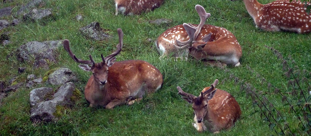 Deer in the Mont Blanc region - Sherpa Expeditions