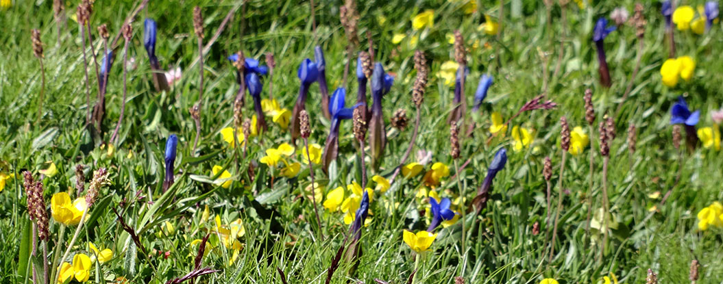 mountain flowers of Mont Blanc - Sherpa Expeditions