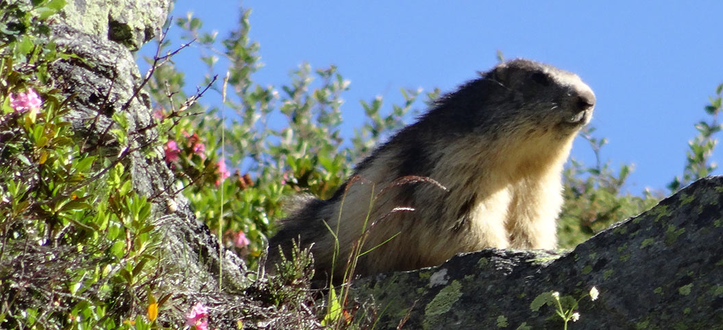 marmot, mont blanc, sherpa expeditions