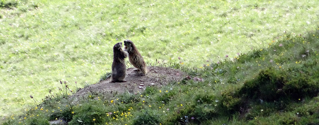 cute marmot, Mont Blanc, Sherpa Expeditions