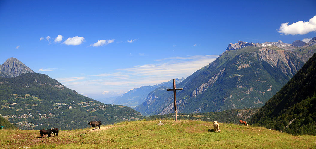 mont-blanc-images_swiss-cows_sherpa-expeditions