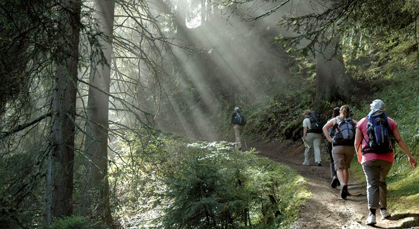 A forest descent on the Tour du Mont Blanc - Sherpa Expeditions - walking holidays