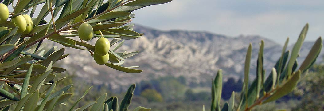 Things to Do in Provence, France - Sherpa Expeditions