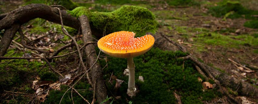 Mushrooms in the forest on the way to Andechs Monastery