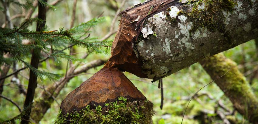 Telling signs of the elusive Eurasian Beaver.