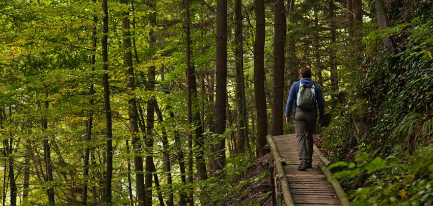 Boardwalks through the forest.