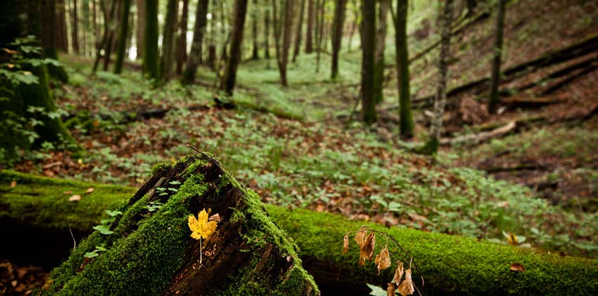 Moss covered logs