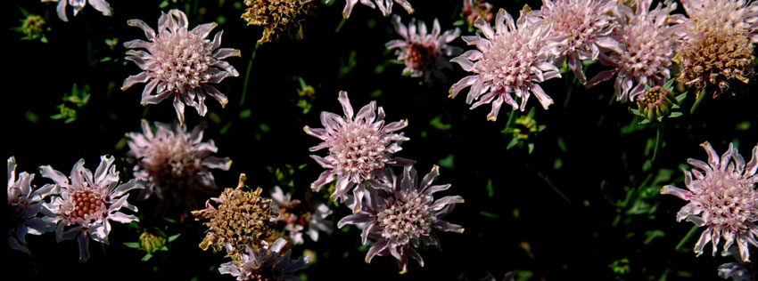 Find flowers in winter in Europe - Sherpa Expeditions