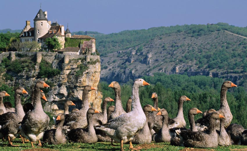 Geese in front of the Chateau de Belcastel