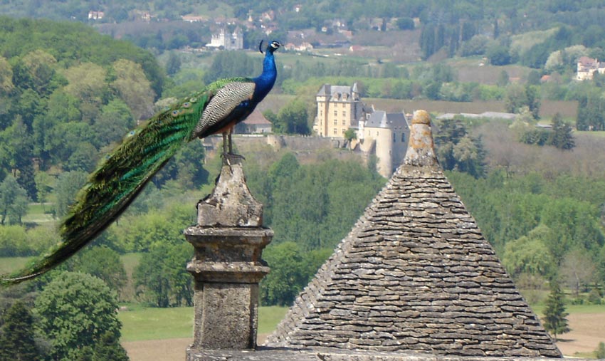Walking in the Dordogne - Peacock
