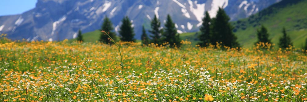 Wildflower in Switzerland