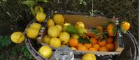 Honesty box oranges and lemons |  <i>John Millen</i>